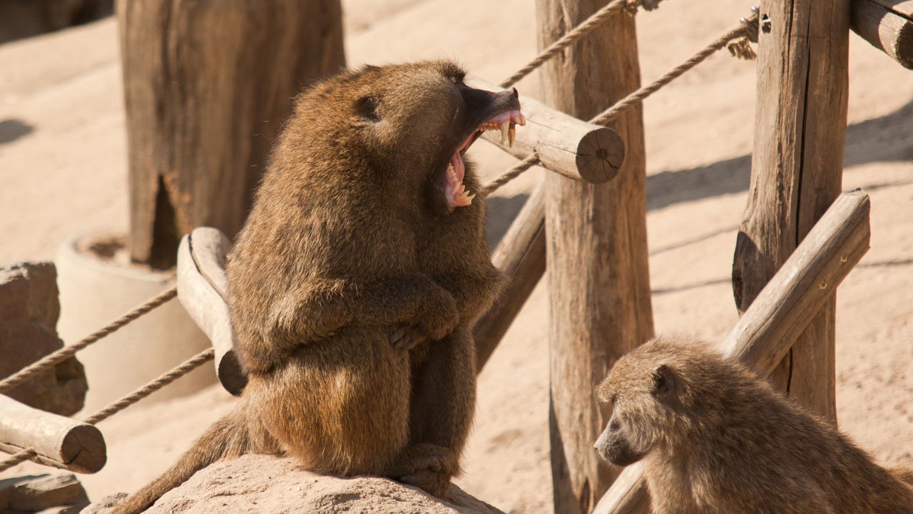 zoom-erlebniswelt-gelsenkirchen-2011-009