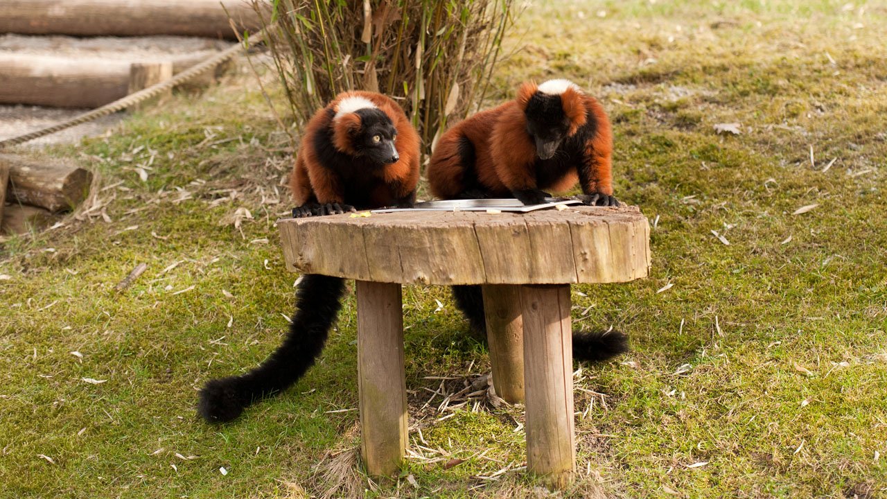 zoom-erlebniswelt-gelsenkirchen-2011-010