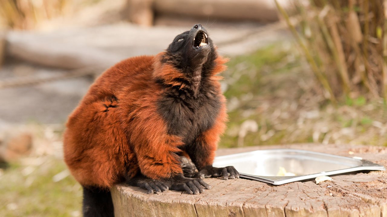 zoom-erlebniswelt-gelsenkirchen-2011-011