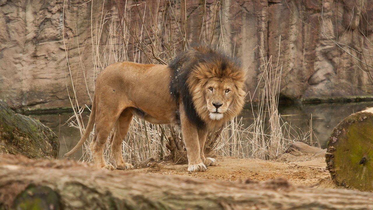 zoom-erlebniswelt-gelsenkirchen-2012-002