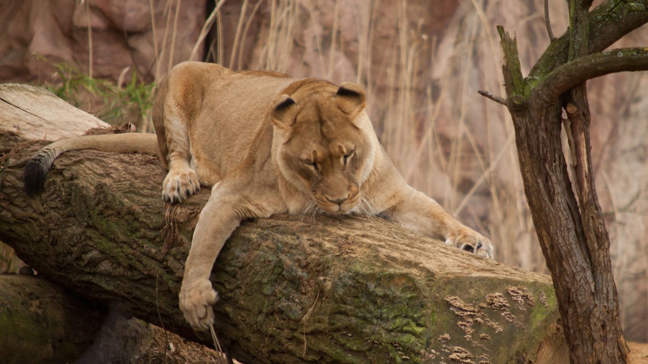 zoom-erlebniswelt-gelsenkirchen-2012-003