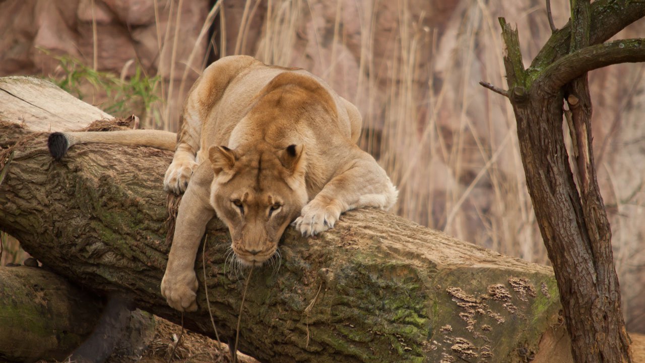 zoom-erlebniswelt-gelsenkirchen-2012-004