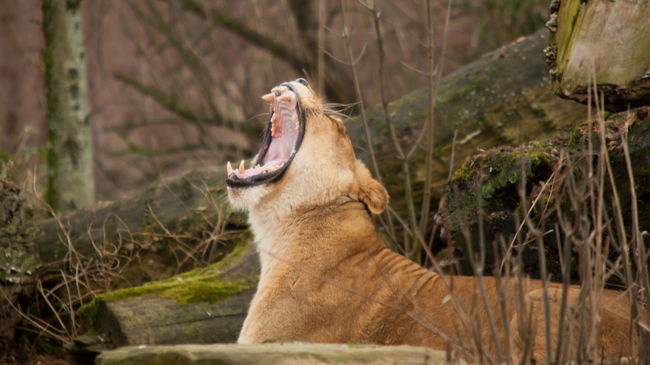 zoom-erlebniswelt-gelsenkirchen-2012-005