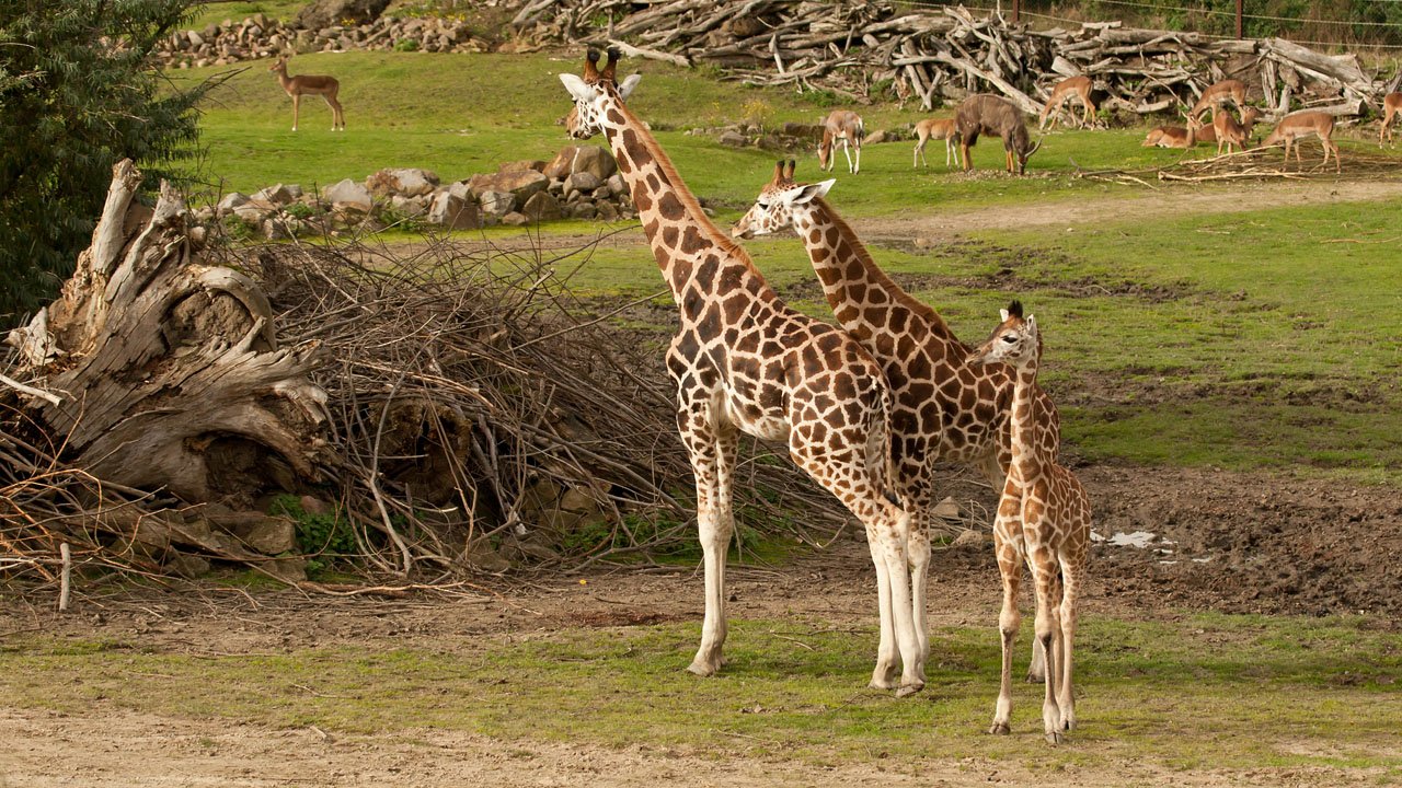 zoom-erlebniswelt-gelsenkirchen-2012-017