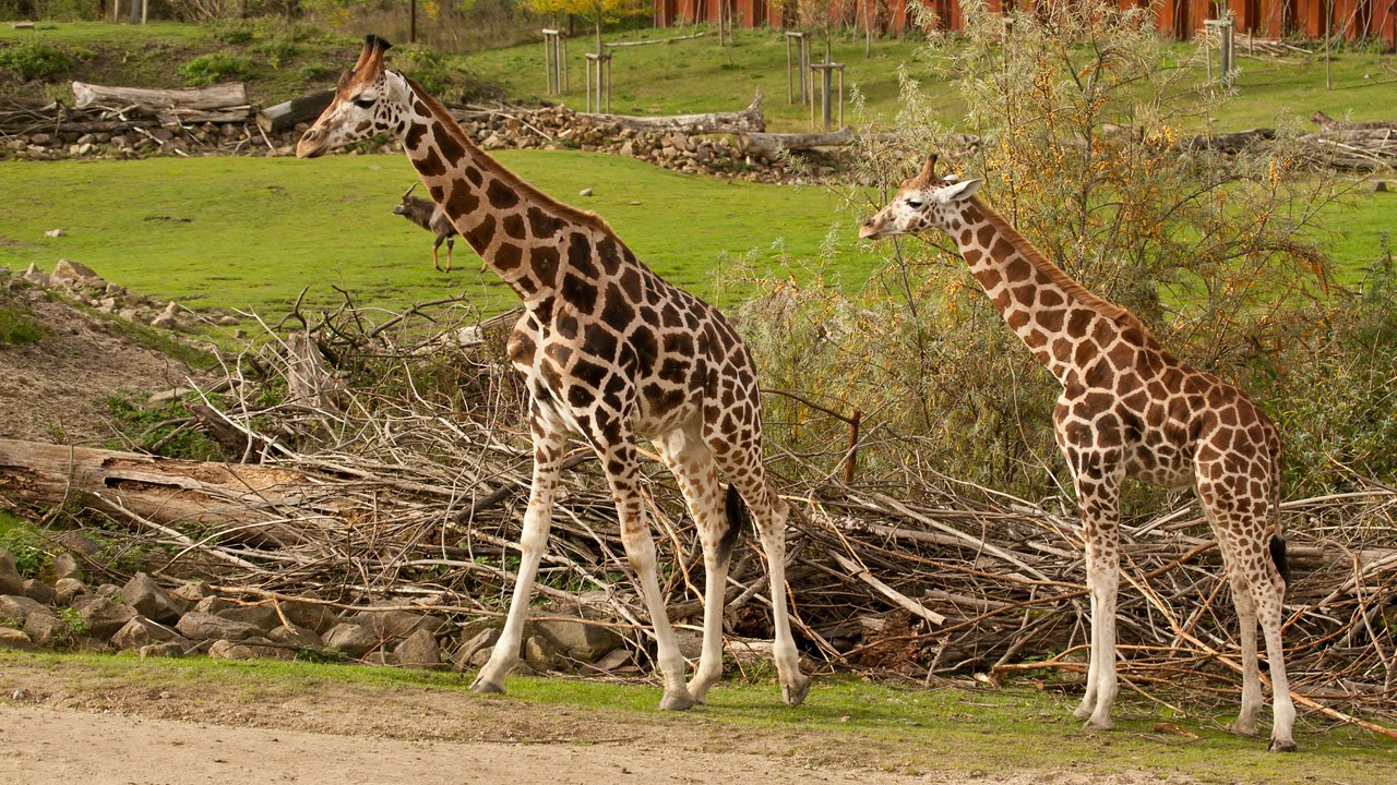 zoom-erlebniswelt-gelsenkirchen-2012-018