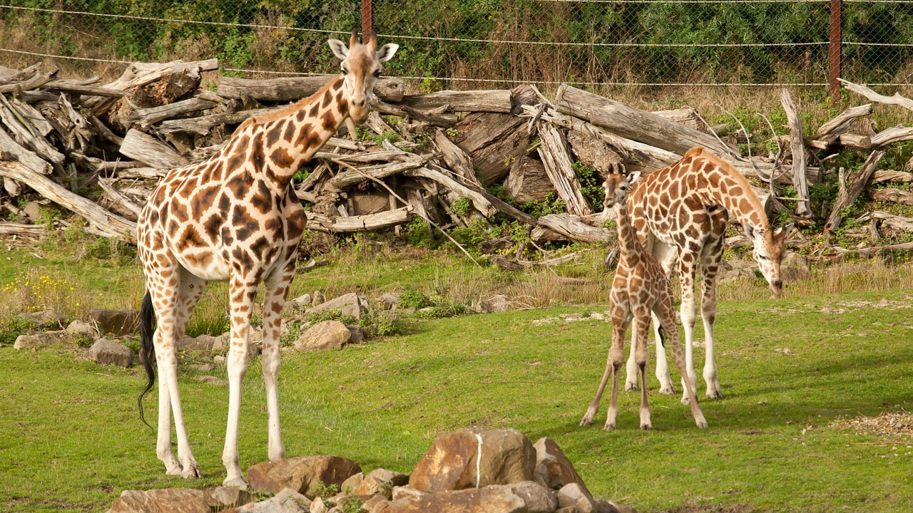 zoom-erlebniswelt-gelsenkirchen-2012-019
