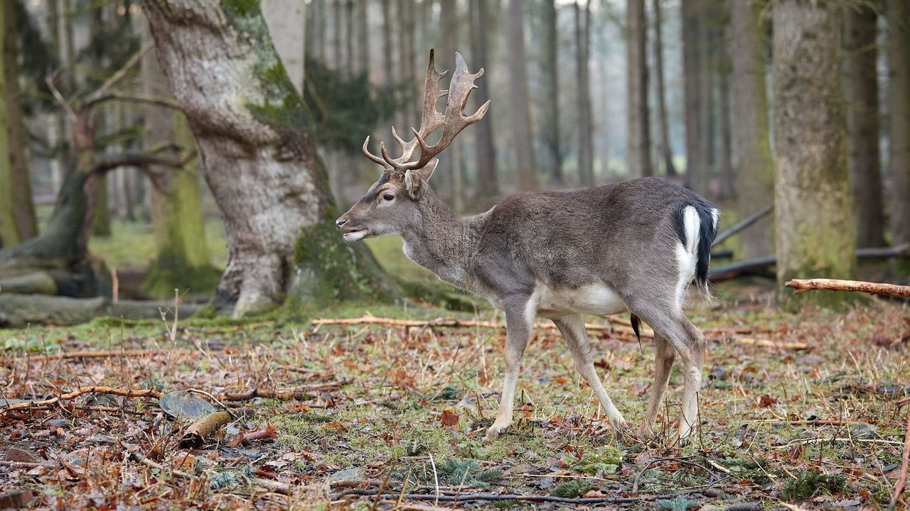anholter schweiz 2021