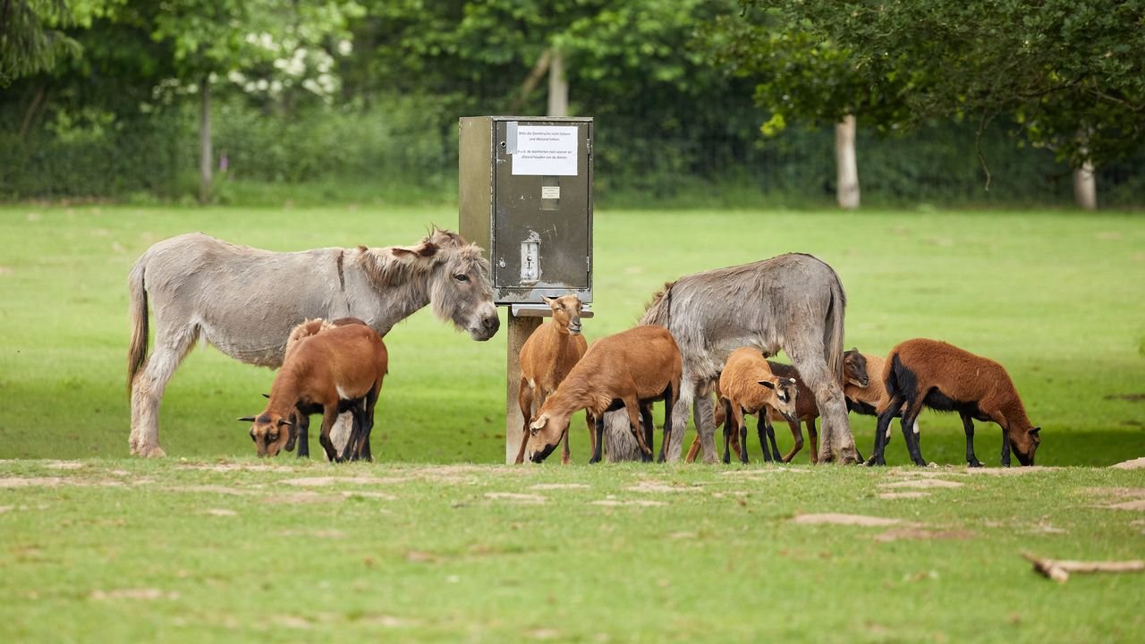 anholter schweiz 2021