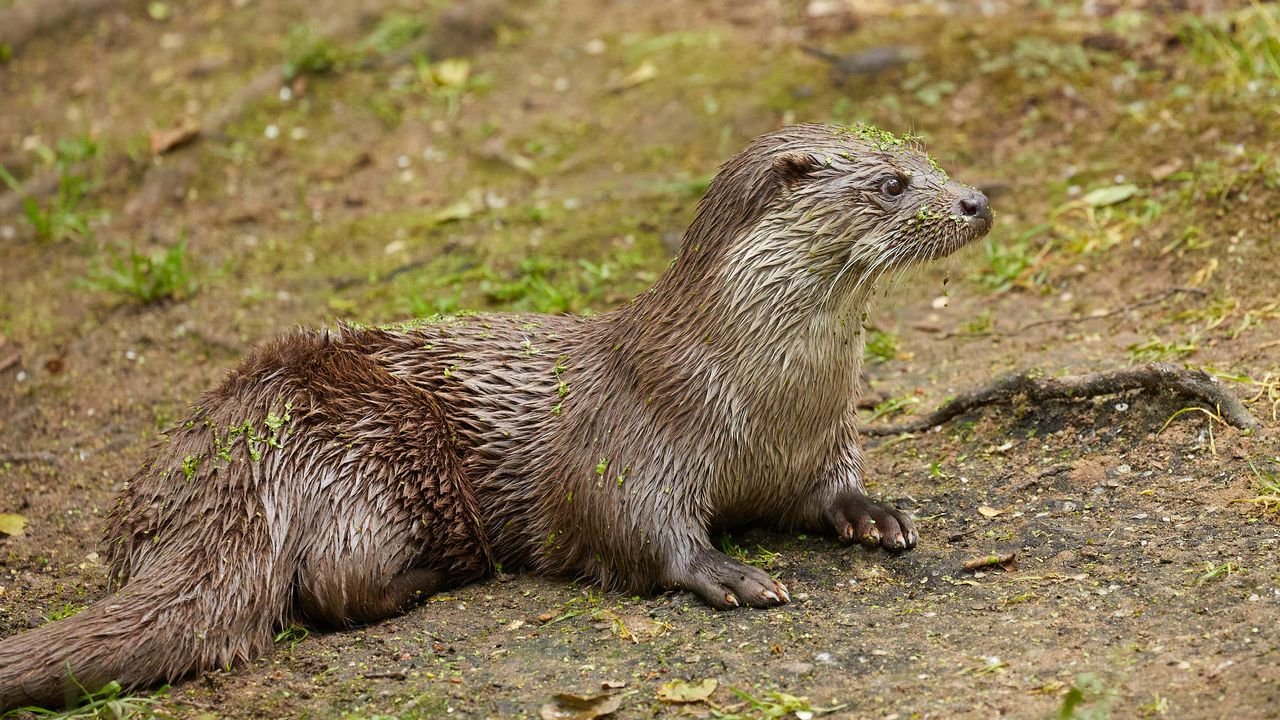 anholter schweiz 2021