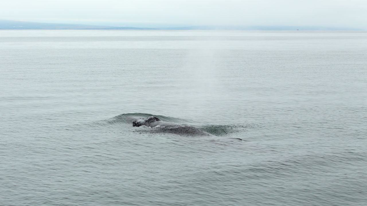 Island-2017-300