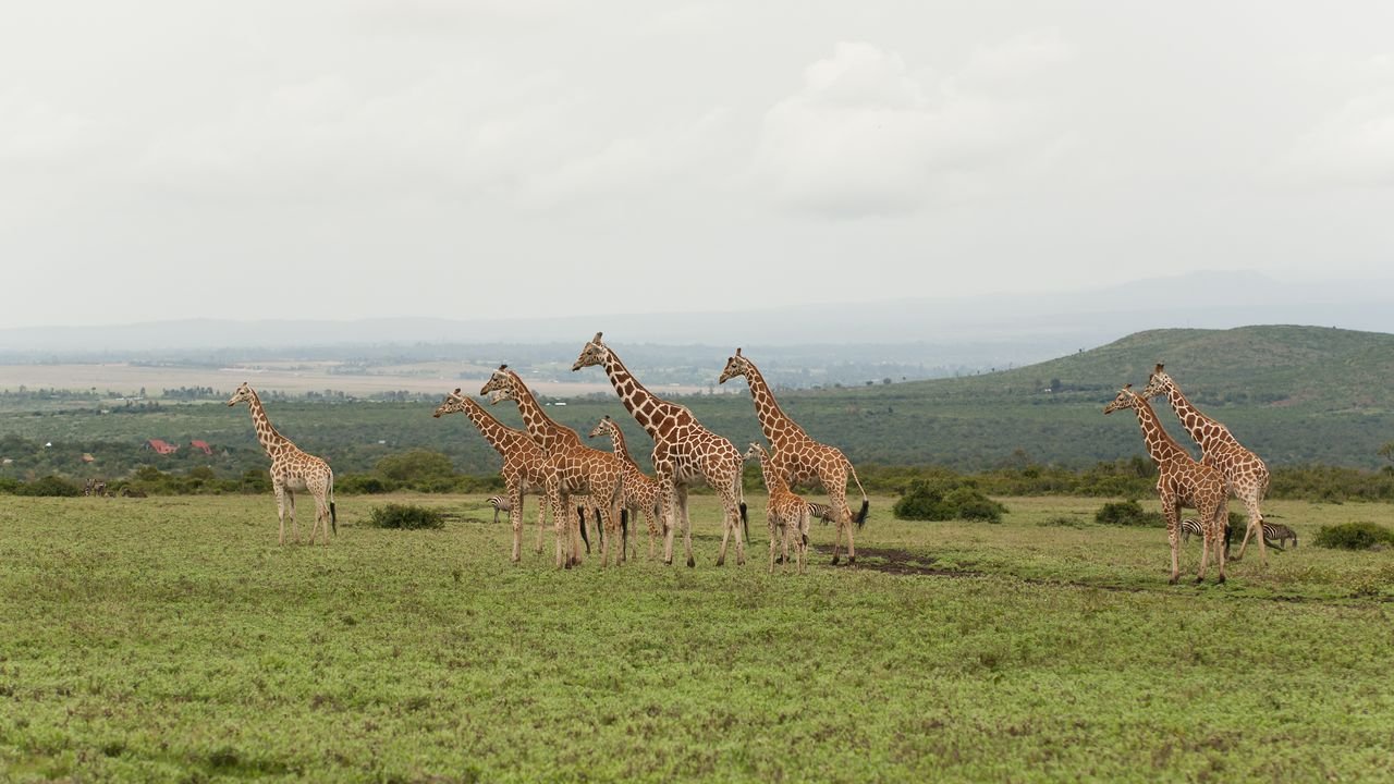 kenia 2011