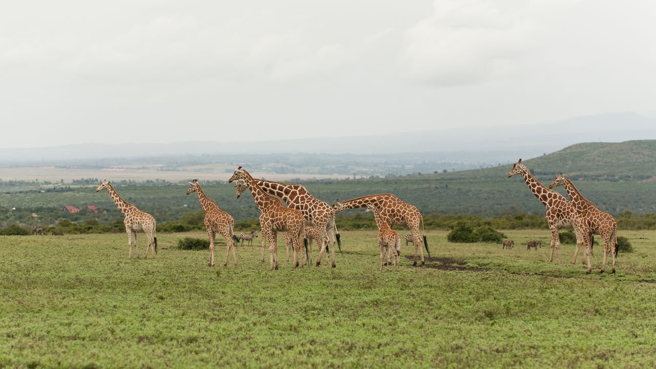kenia 2011