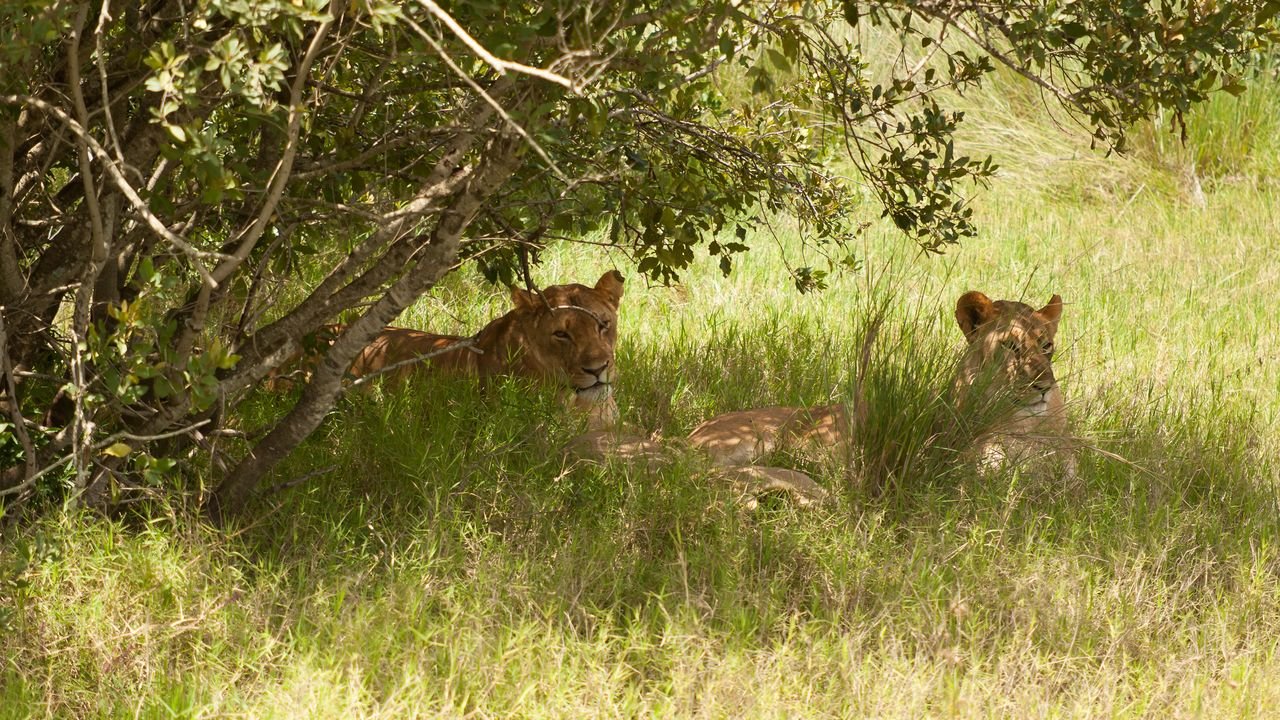 kenia 2011