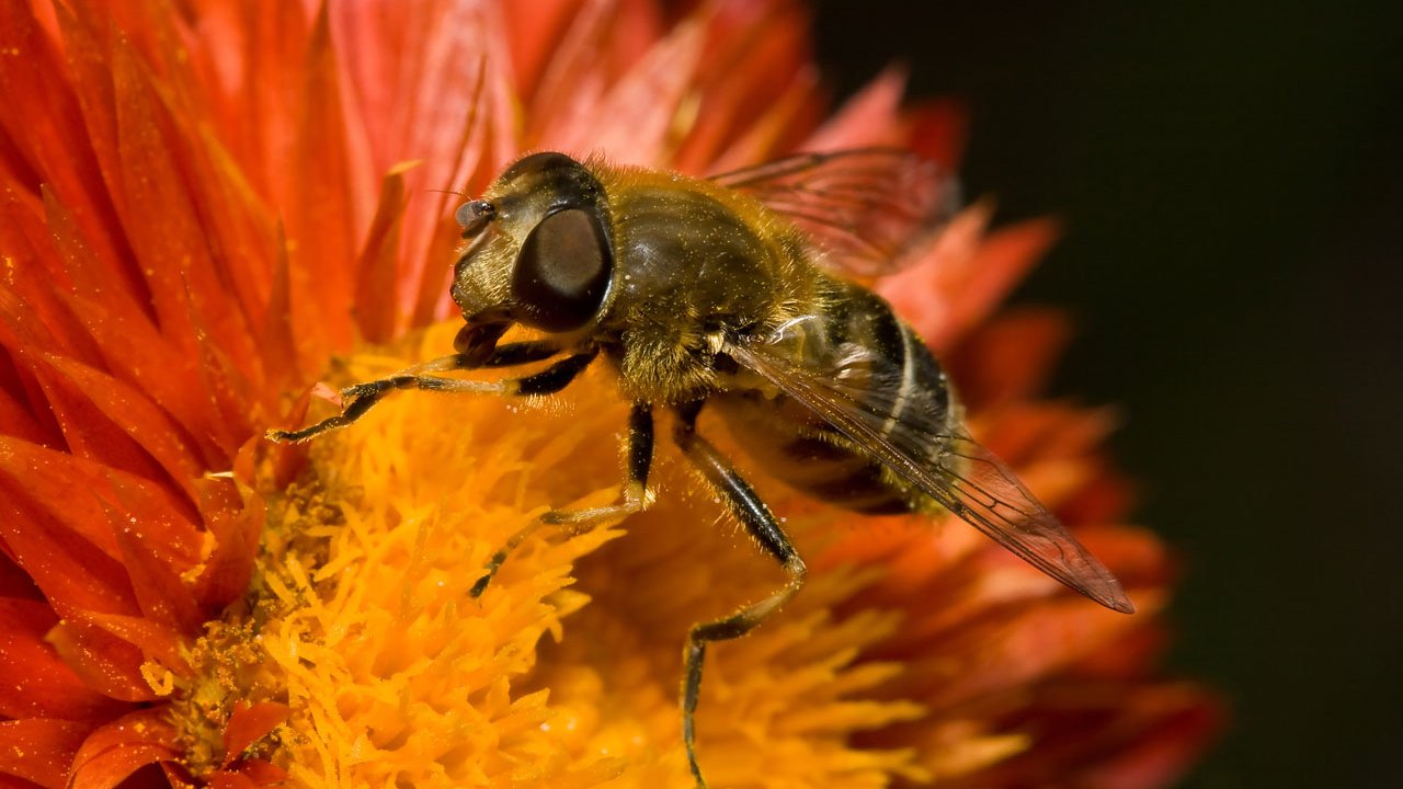 makros-tiere-bienen-und-wespen-003