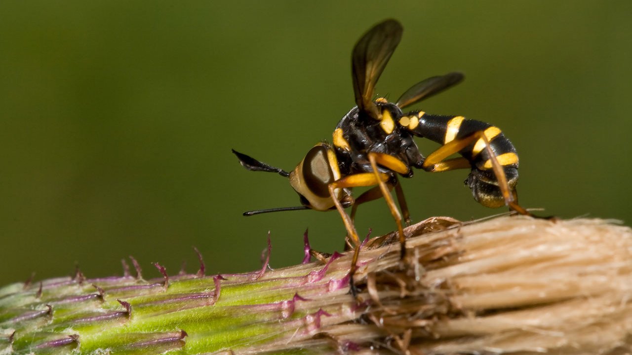 makros-tiere-bienen-und-wespen-004