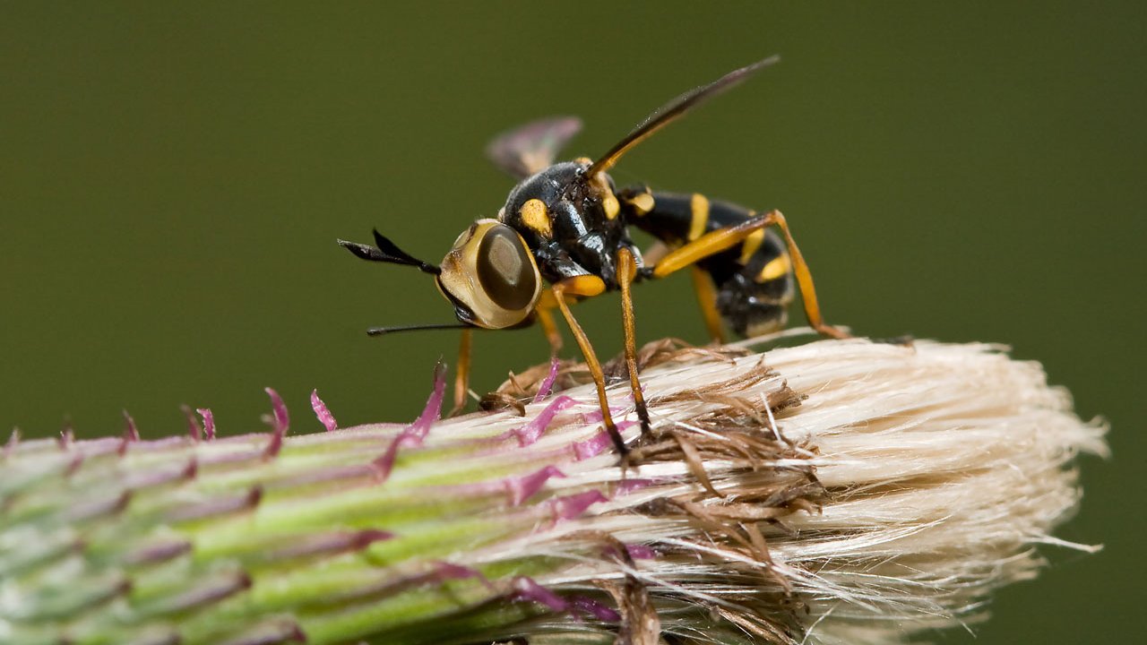makros-tiere-bienen-und-wespen-005