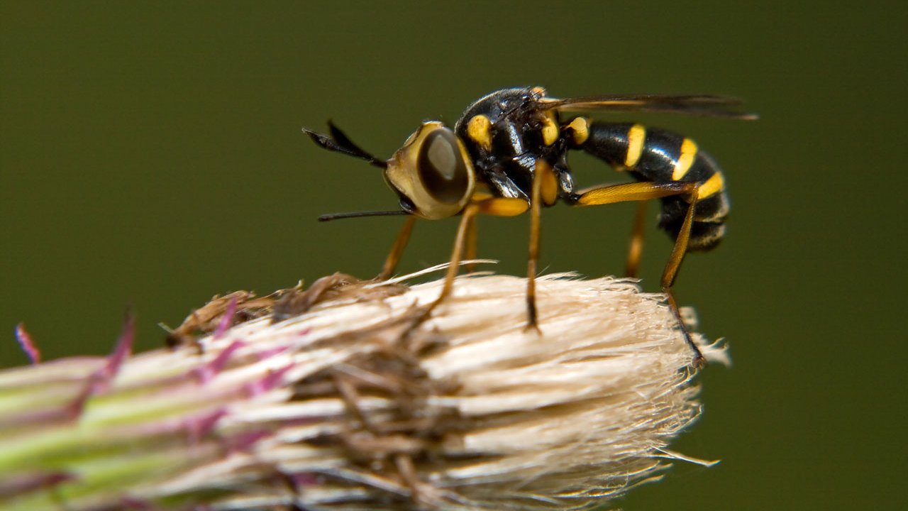makros-tiere-bienen-und-wespen-006