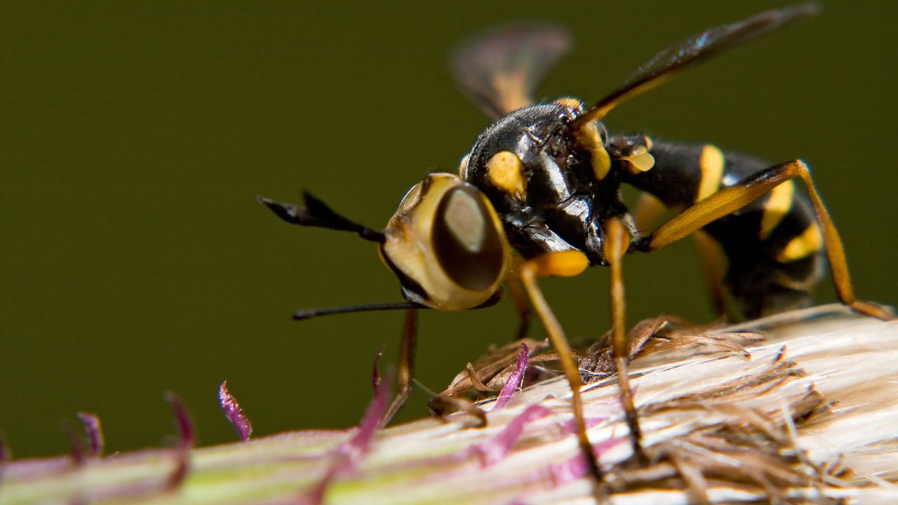 makros-tiere-bienen-und-wespen-007