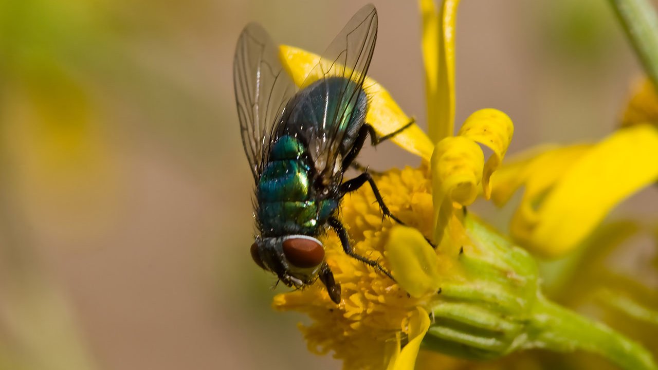makros-tiere-fliegen-001