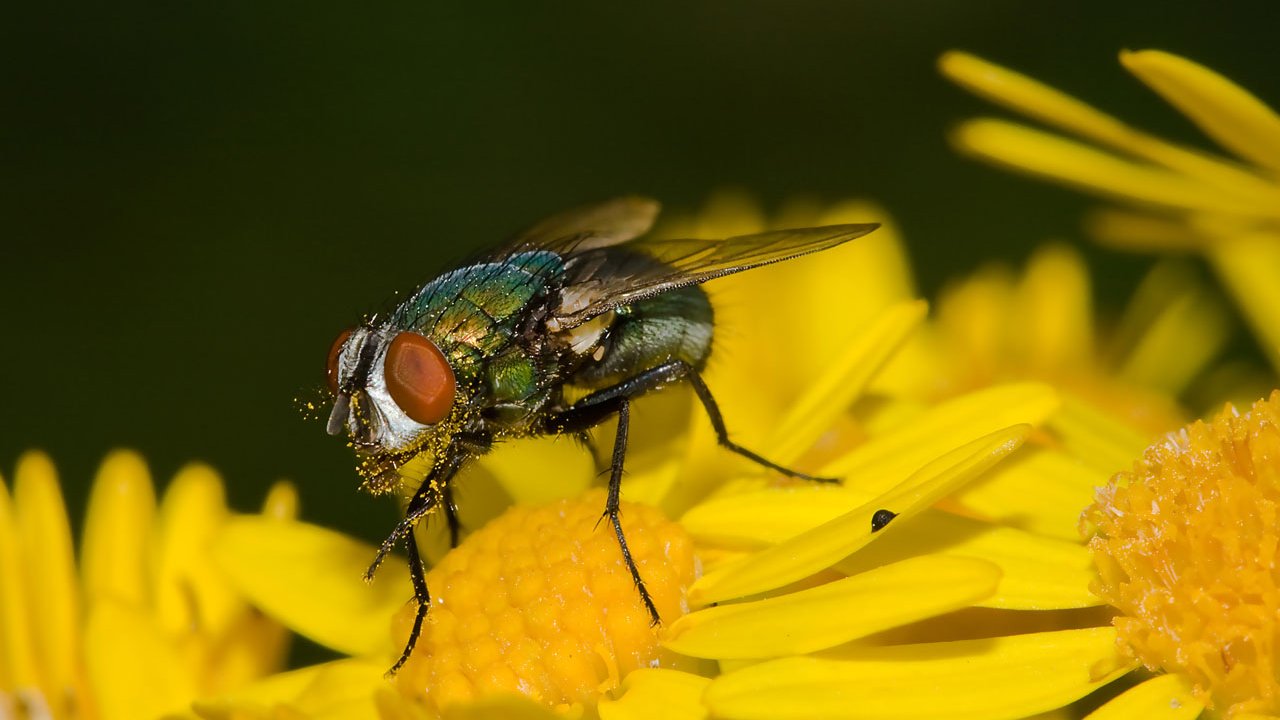 makros-tiere-fliegen-002