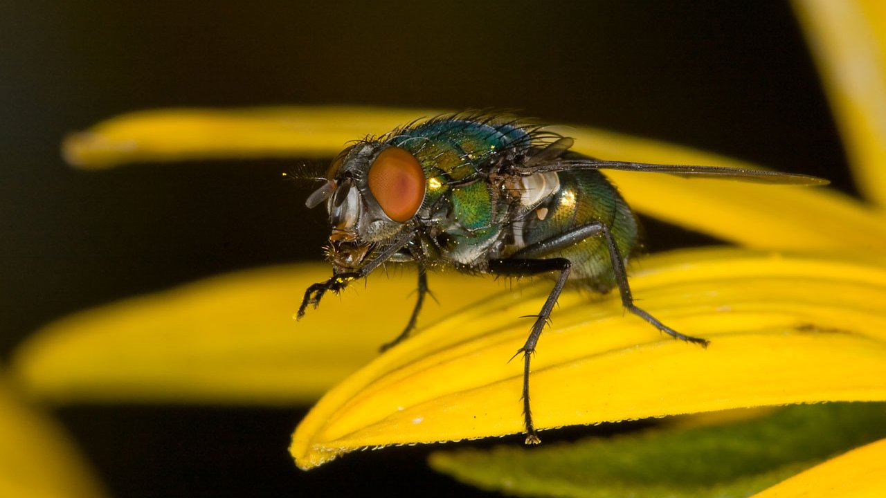 makros-tiere-fliegen-004