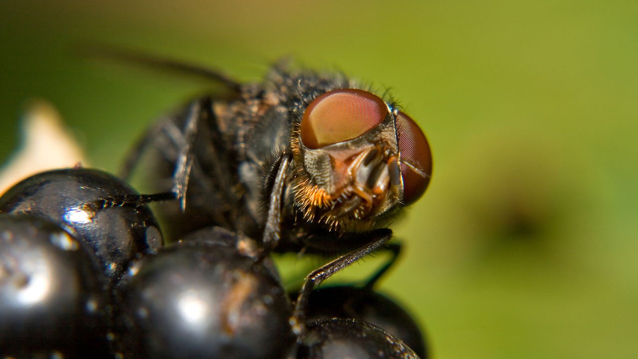 makros-tiere-fliegen-005