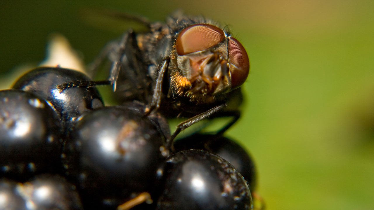makros-tiere-fliegen-006