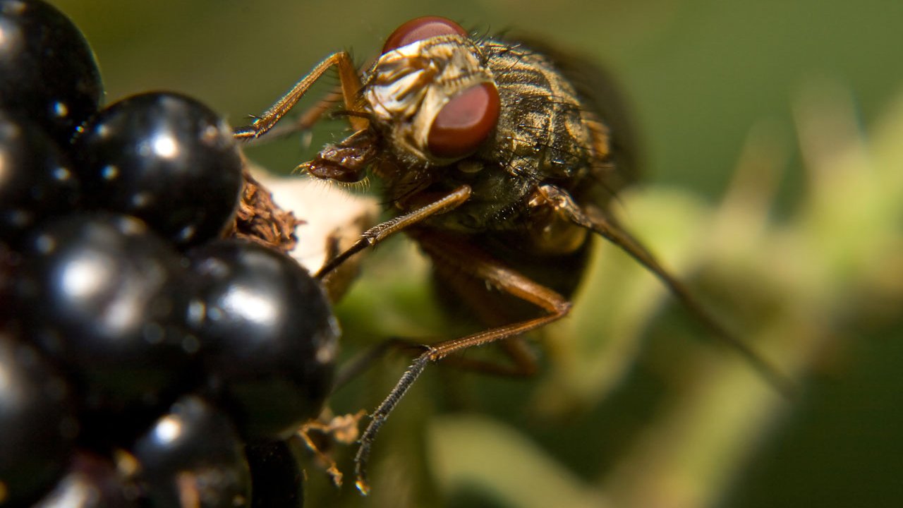 makros-tiere-fliegen-007