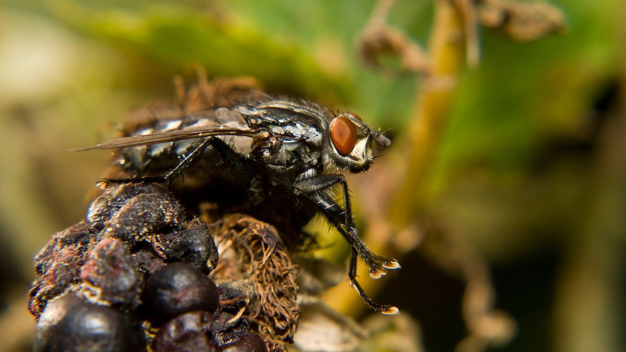 makros-tiere-fliegen-008
