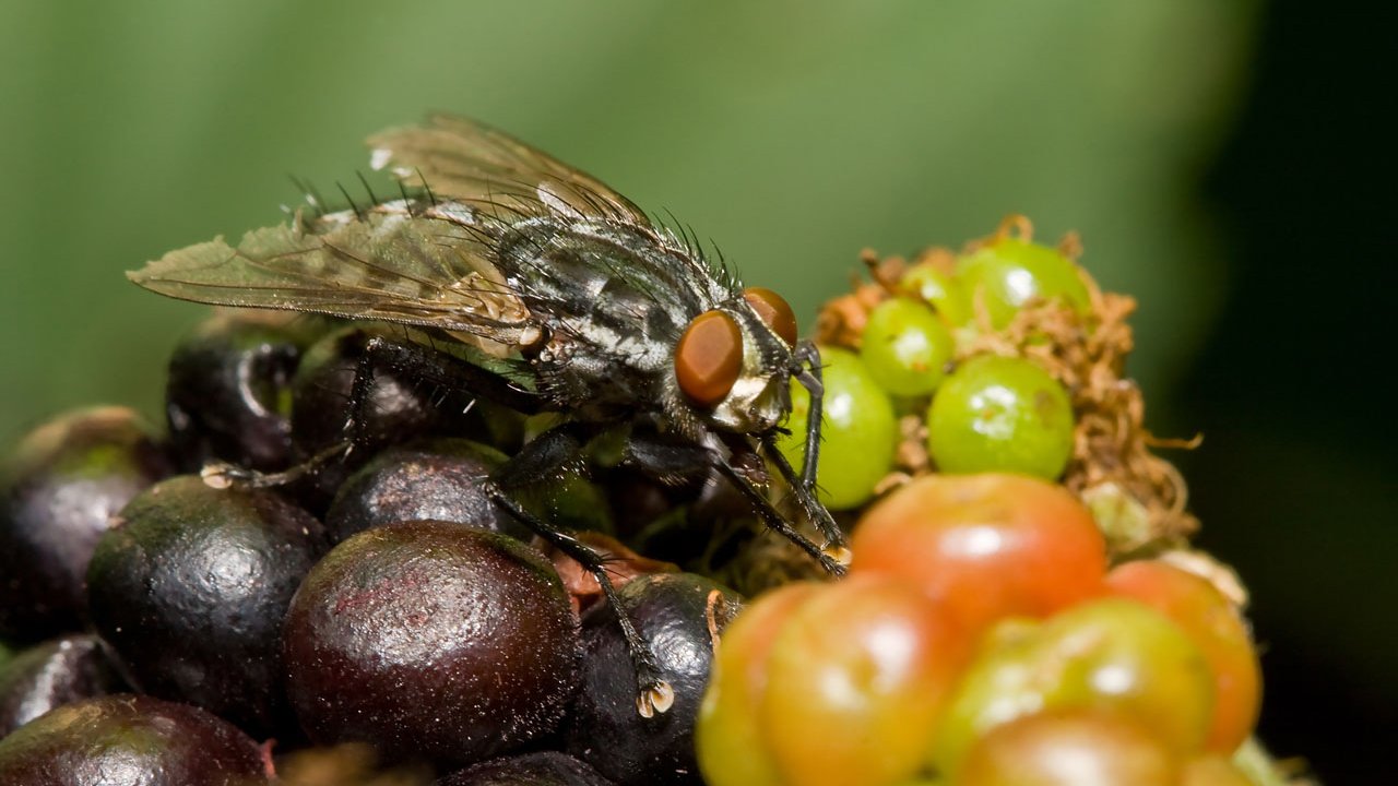 makros-tiere-fliegen-009