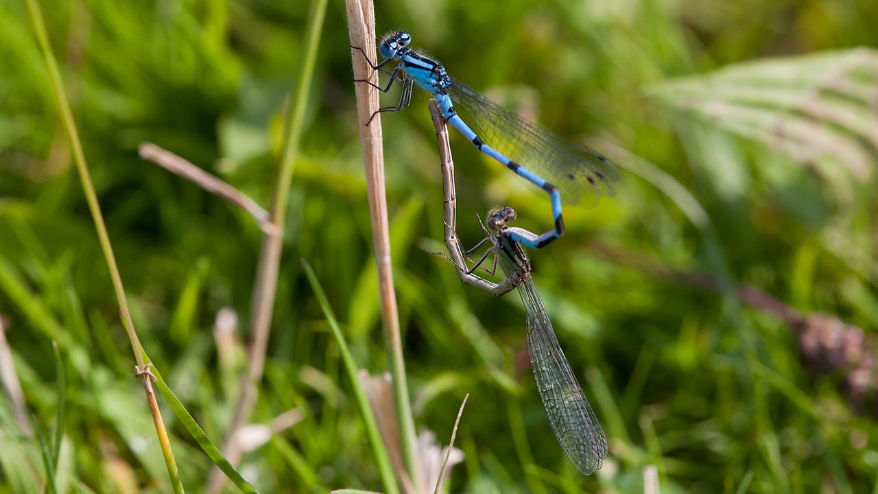 makros-tiere-libellen-003