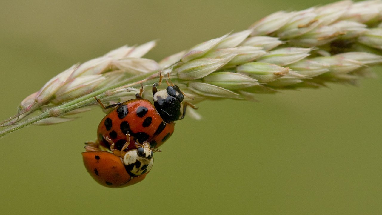 makros-tiere-marienkaefer-005