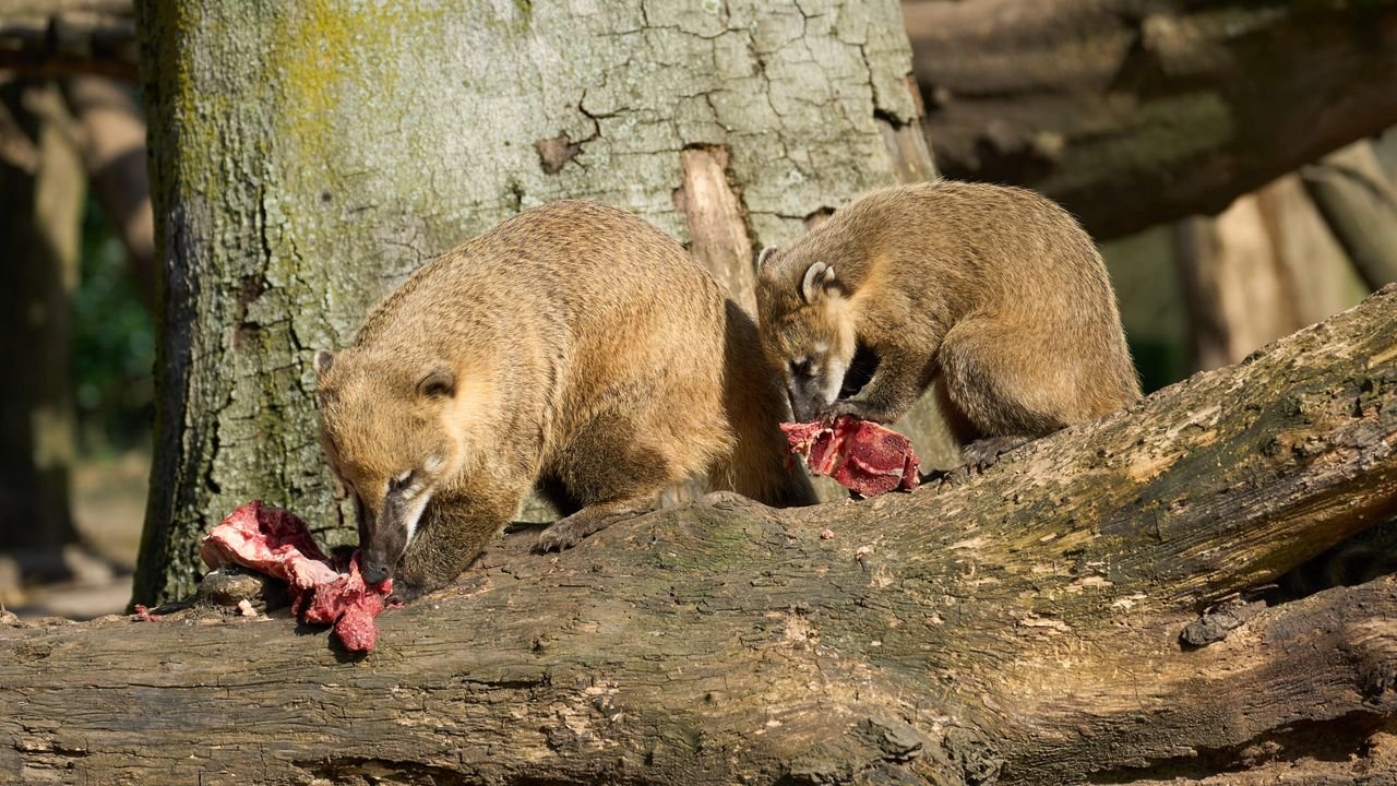 zoo duisburg 2022