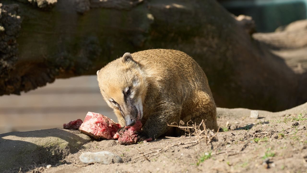 zoo duisburg 2022