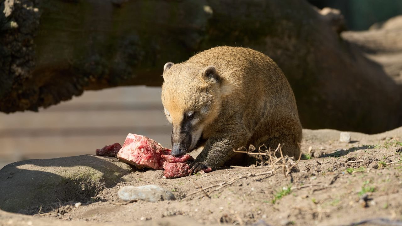 zoo duisburg 2022