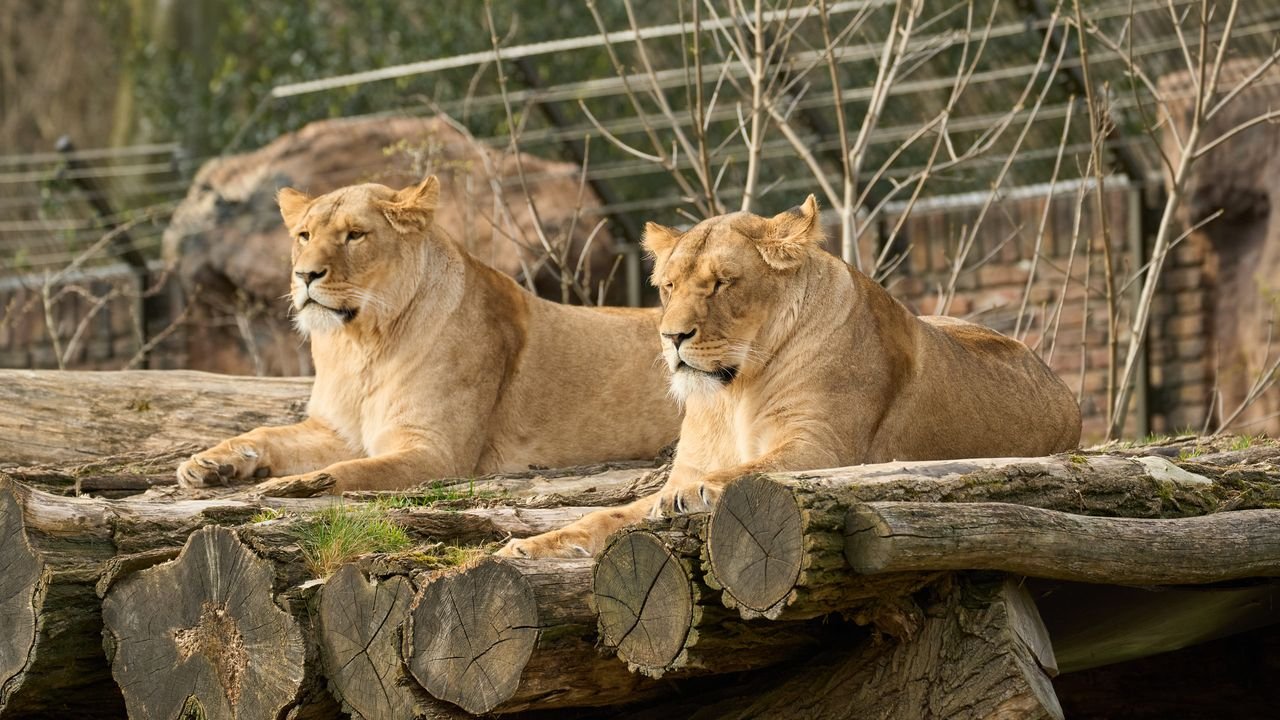 zoo duisburg 2022