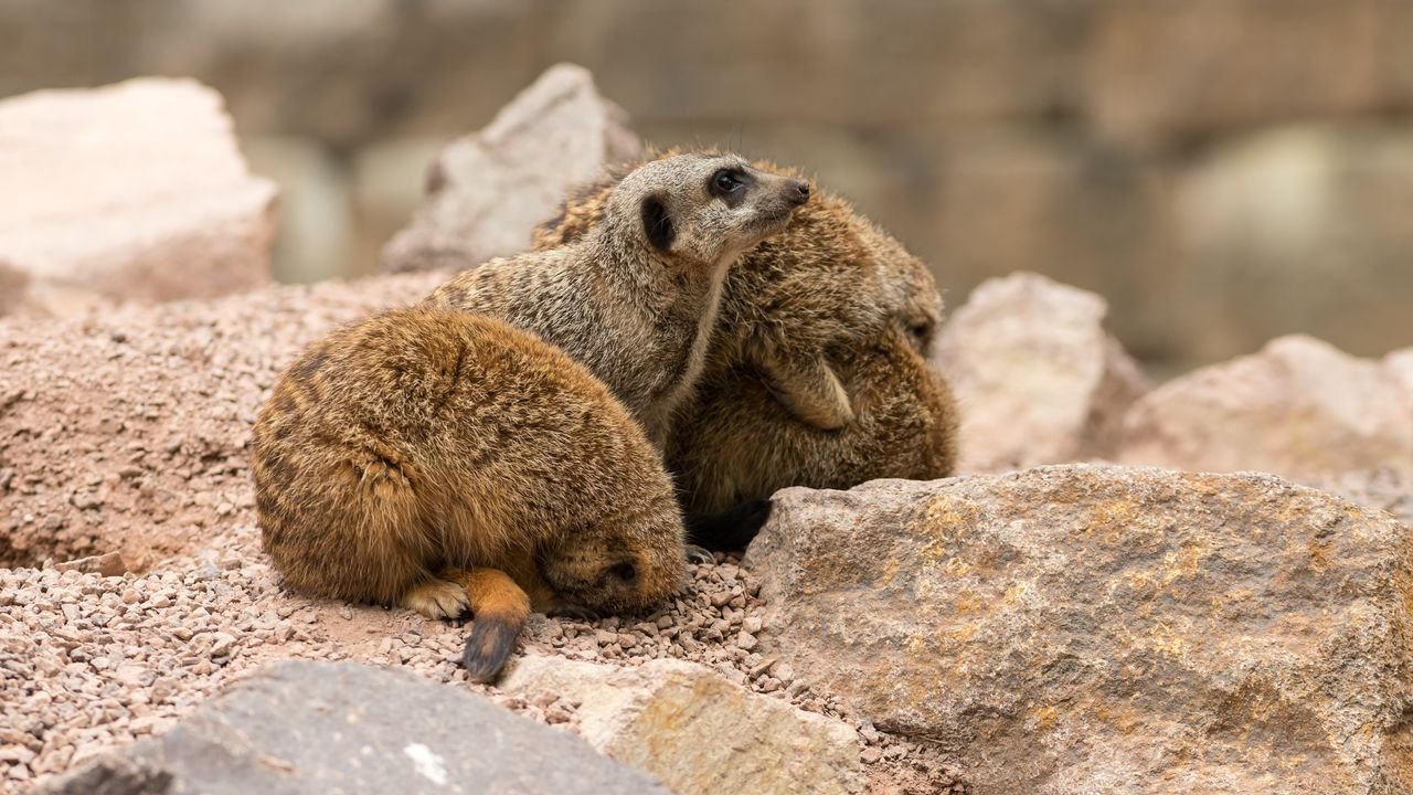 wildpark frankenhof 2019