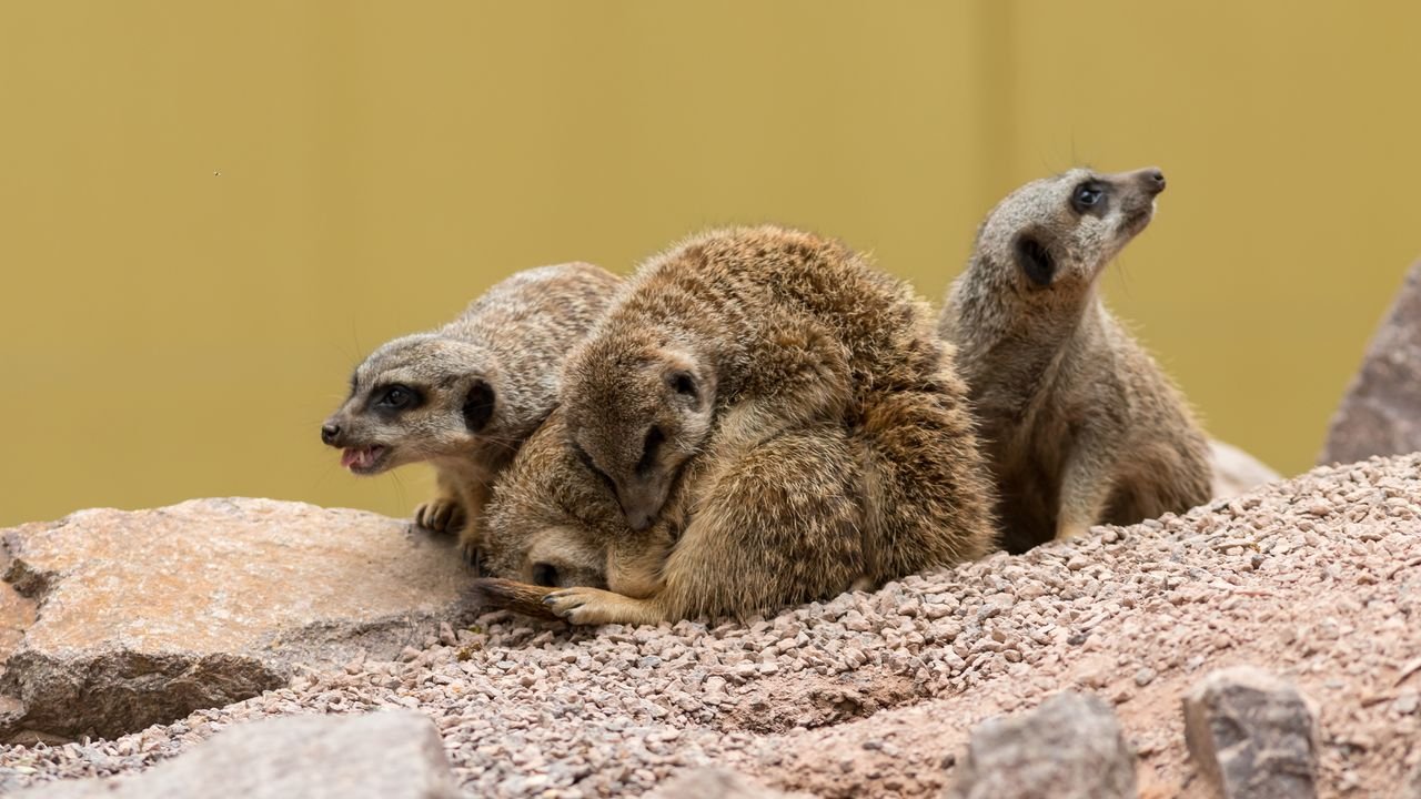wildpark frankenhof 2019
