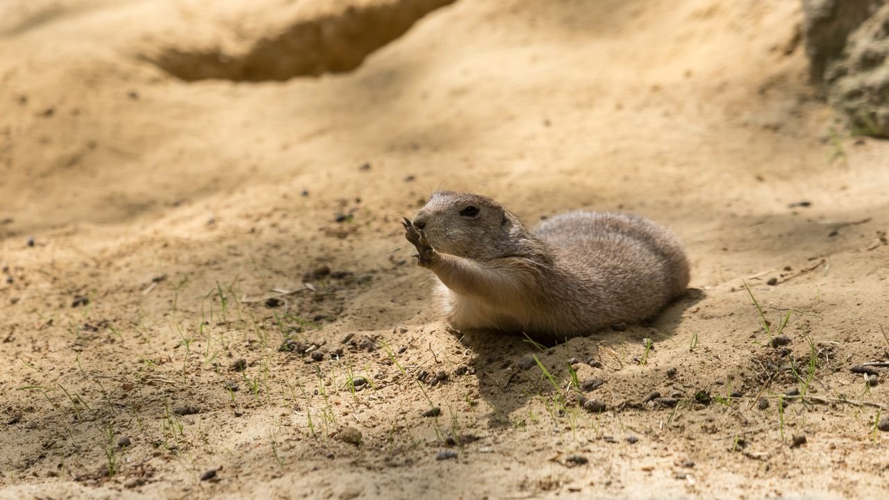 wildpark frankenhof 2019