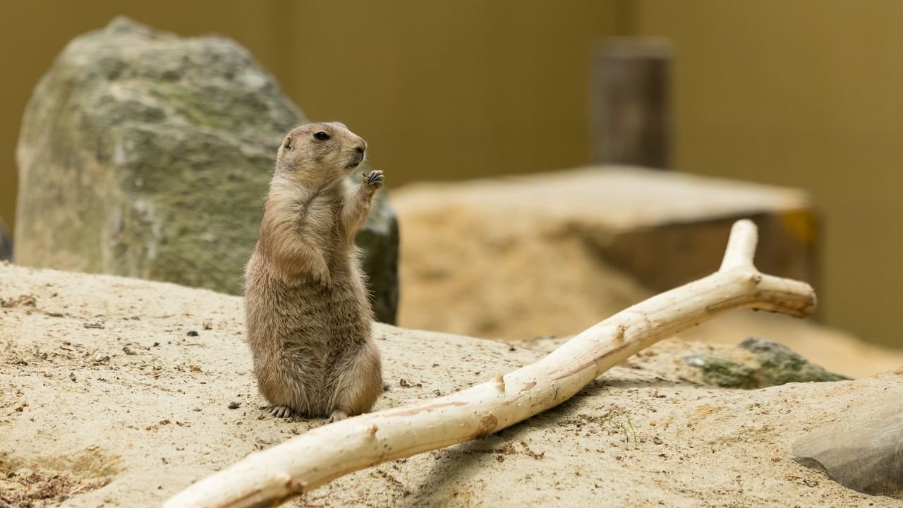 wildpark frankenhof 2019