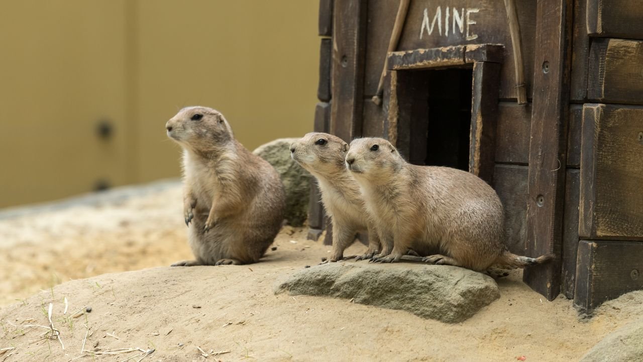 wildpark frankenhof 2019