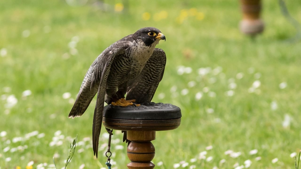 wildpark frankenhof 2019