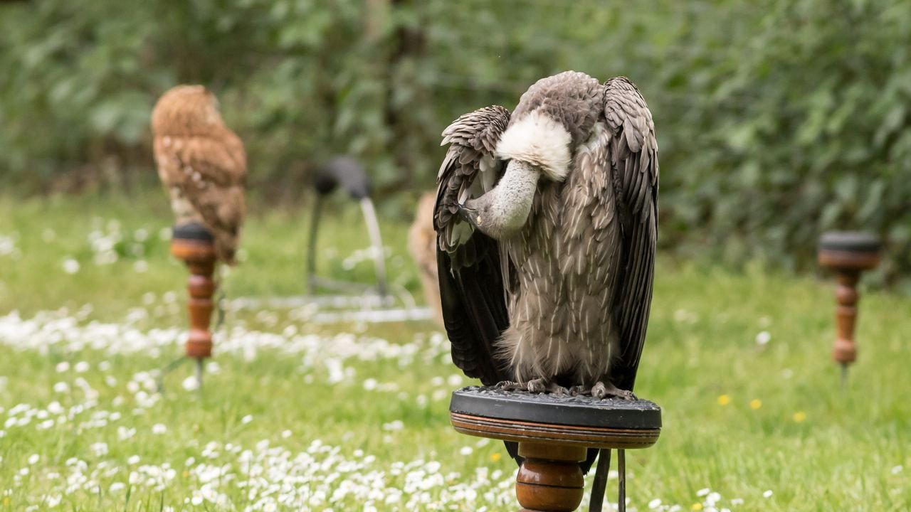 wildpark frankenhof 2019
