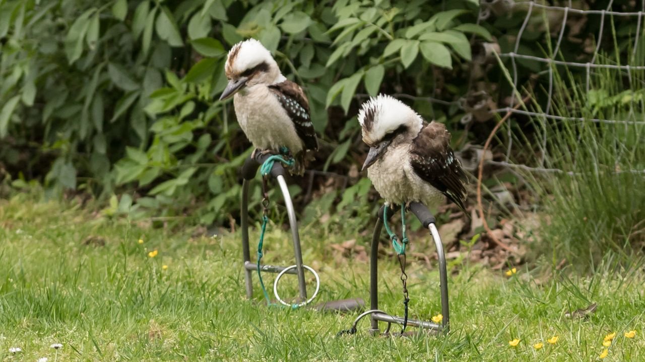 wildpark frankenhof 2019