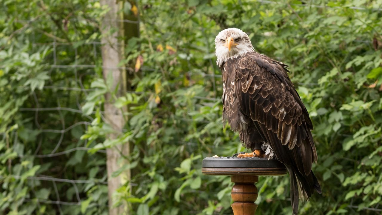 wildpark frankenhof 2019