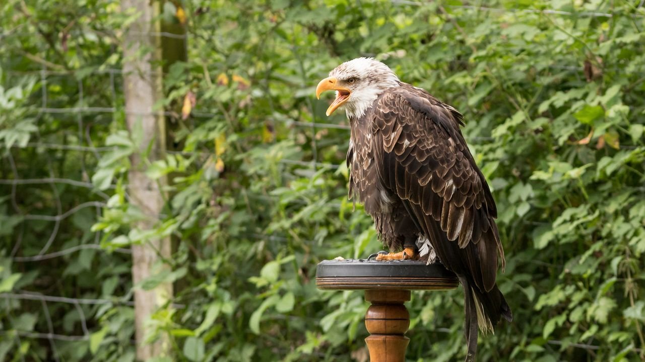 wildpark frankenhof 2019