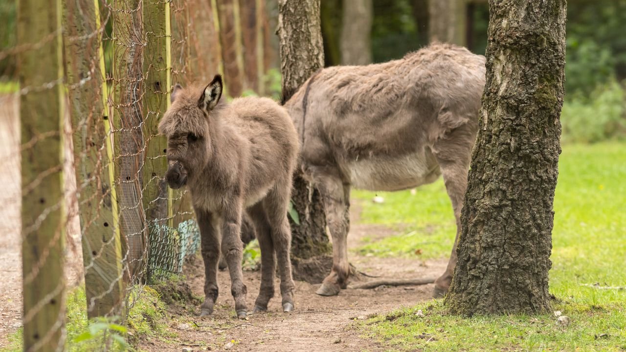 wildpark frankenhof 2019