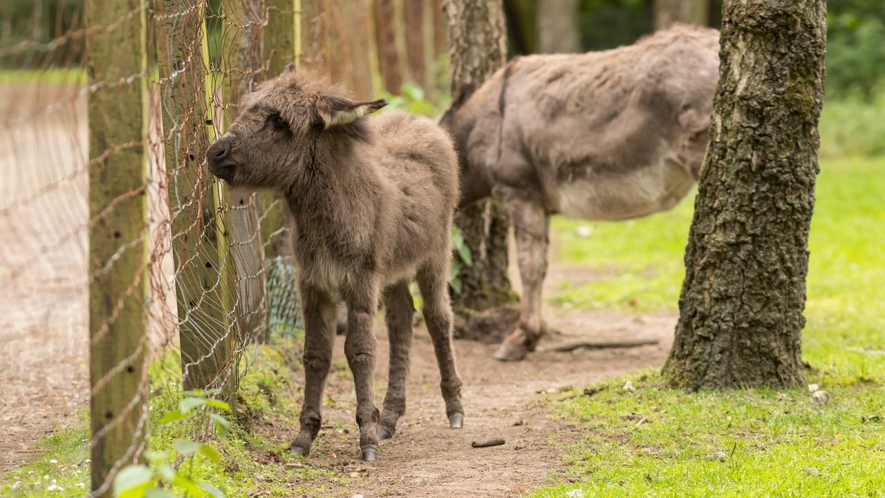 wildpark frankenhof 2019