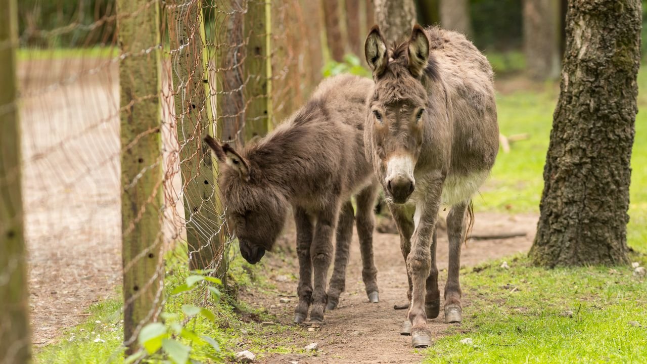 wildpark frankenhof 2019