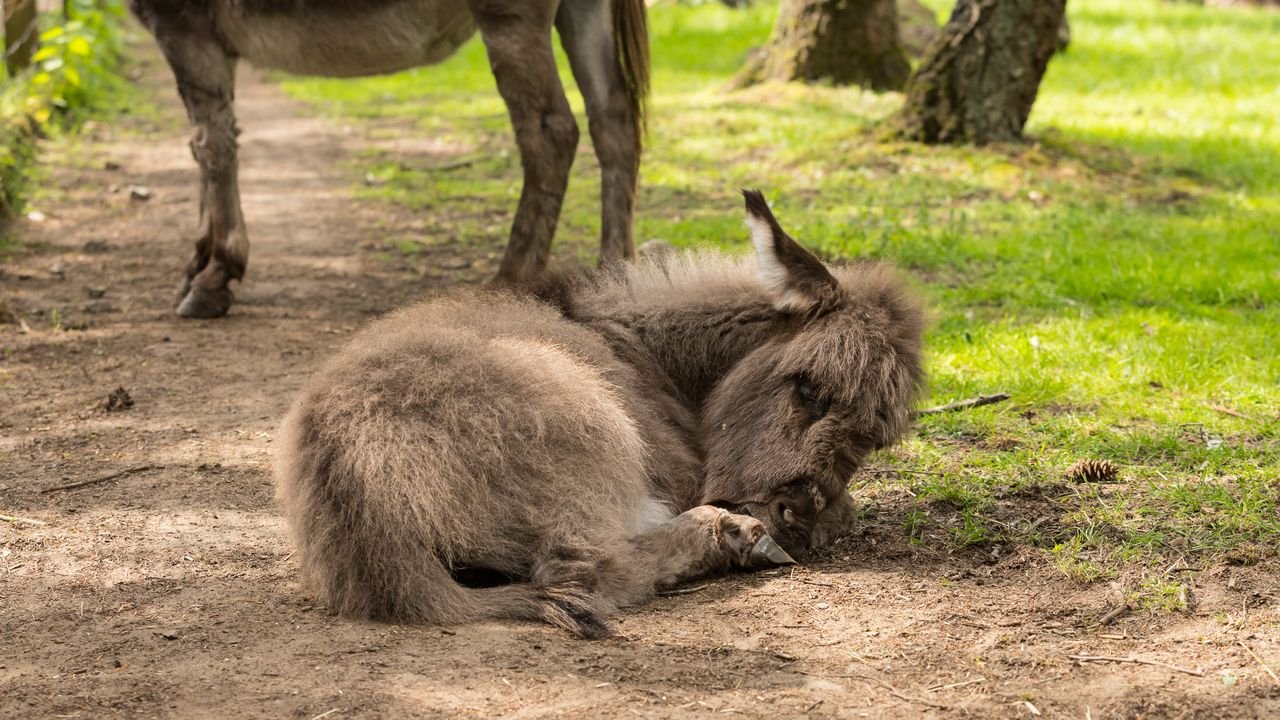wildpark frankenhof 2019